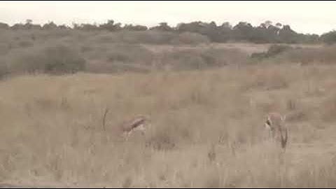 Leopard attack And Monkey save the children (Incredibile)