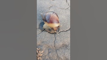 Gary in real life #spongebob #gary #snail #shorts