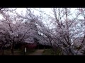 ☆ 2014 、4月7日 桜の森☆彡(o^▽^o)/☆彡