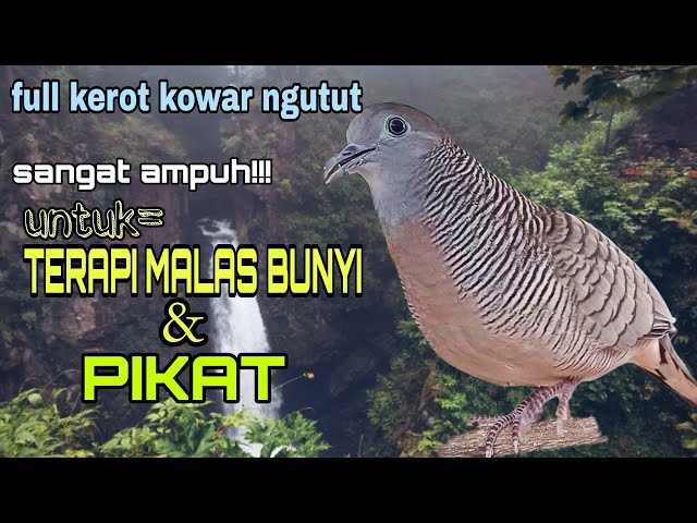 SUARA PERKUTUT KEROT NGUTUT KOWAR SANGAT AMPUH UNTUK MASTERAN TERAPI DAN PIKAT BURUNG PERKUTUT class=