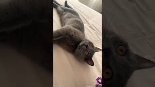 British Shorthair. Bay Bulut ile tanışın.