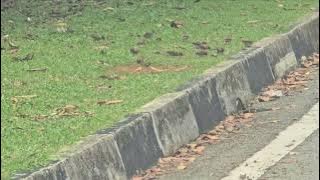 Armada Full Album 35 songs Tanpa Iklan Video covered 