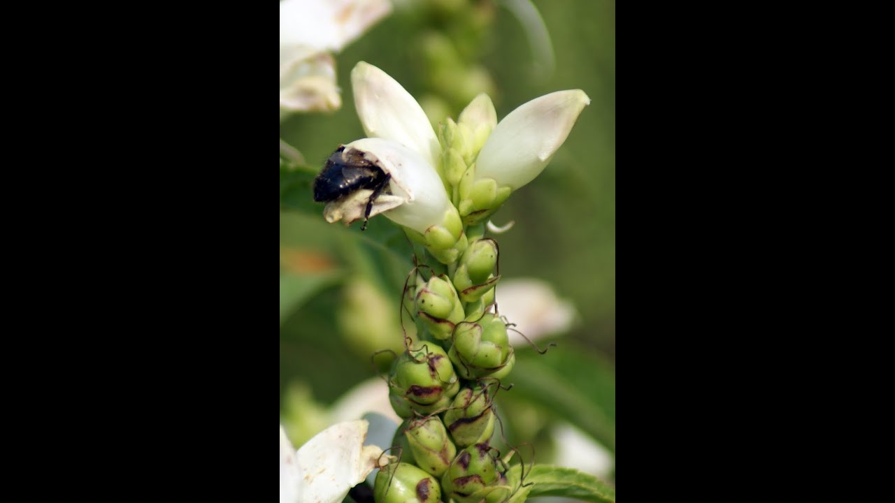 Bumblebees Visiting the "Pharmacy?"