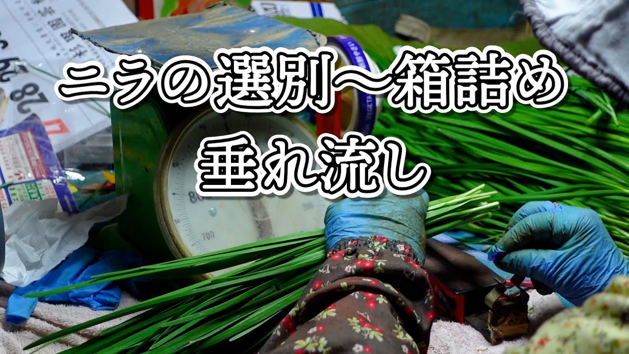 ニラの選別から箱詰めまで垂れ流しぃ