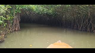 Worlds 2nd largest Mangrove forest boating Pichavaram #travelvlog #pichavaram #boating #naturelovers