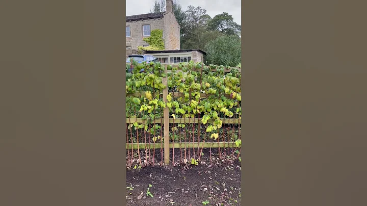 Raspberry’s tied up ready for next year!!!! #gardenmaintenance #gardening #raspberry #raspberries
