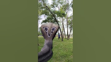 Anaconda Snake in real life P57#shorts#snake #python #snakes #nagin#anaconda #bigsnake #viralVideo