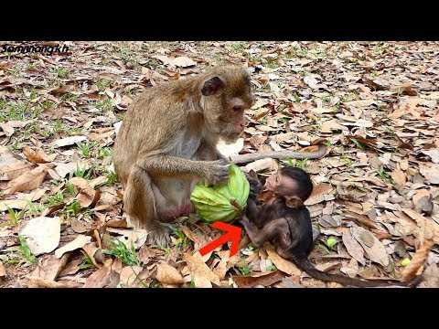 Pity Baby Monkey Lori Why Female Monkey Amari Hit Her Baby So Nasty Samnnang Kh Pity Baby Monkey Lori Why Female Monkey Amari Hit Her Baby So Nasty Samnnang Kh