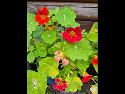 'Настурция' 🌺 Мой Сад 🌺#дача #сад #огород #природа #цветы #красота #garden #flowers #nature #блогер