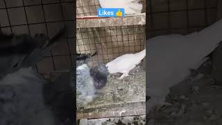 Lakkha kabutor,???️ pigeonkabutor  fancypigeon video pigeonlove