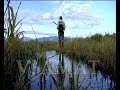 OTOÑO EN LA VEGA DEL TIÉTAR. CAZA DE ZORZALES CON POINTER EN LOS CAMPOS DE SORGO