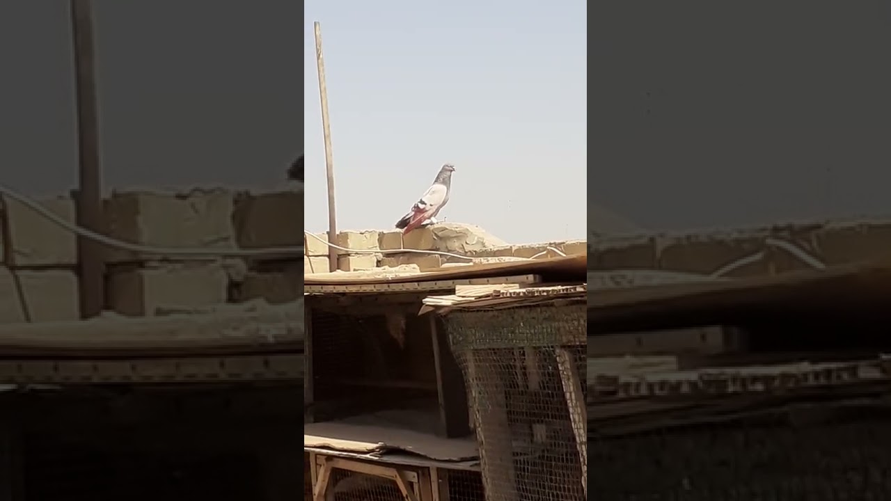 ٢٧ /٥/ ٢٠٢٢،،ابو زياد