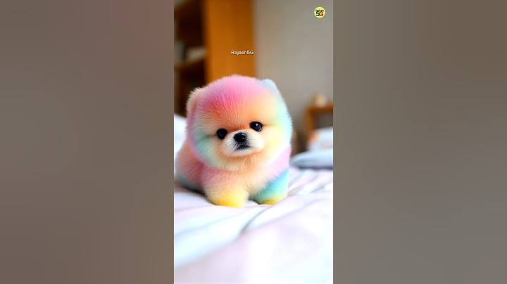 Teacup Dog Online Order Kaise Kare  | Pomeranian puppies #viralshorts #shorts #trending #rajesh5g