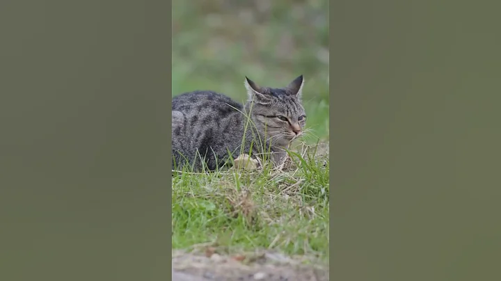 Video 6173191: savannah cat breed, savannah cat meets, amazing savannah cats, amazing cat facts