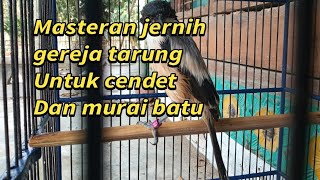 Masteran cendet roll tembak @DUNIAKICAU02