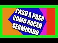 Germinado de SEMILLAS para Aves | Paso a Paso | El Mejor VIDEO | TUTORIAL