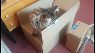 Cute cat bites cardboard