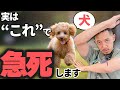 病気じゃないのに急死!?犬で多い急死に繋がる事故5つと予防策を獣医師が解説します【保護犬】