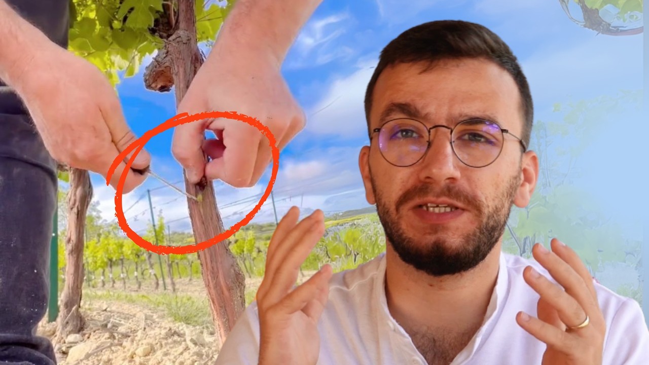 This Is How The T-Bud Grafting Is Made