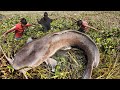 Big Monster.  Big Fishing Techniques By Sifting The Water.