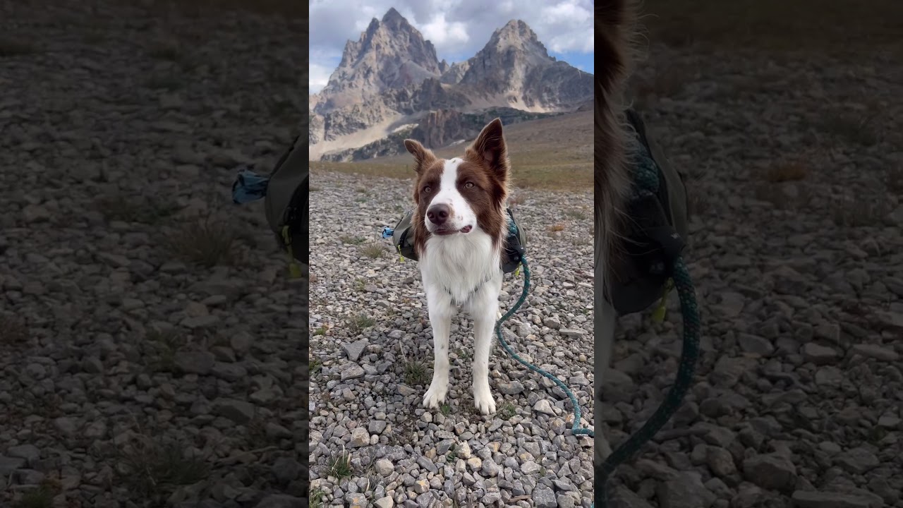 Backpacking with dogs 🐶 