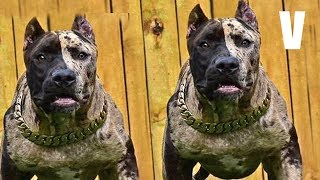 Top Perros Que le ganan al Dogo Argentino