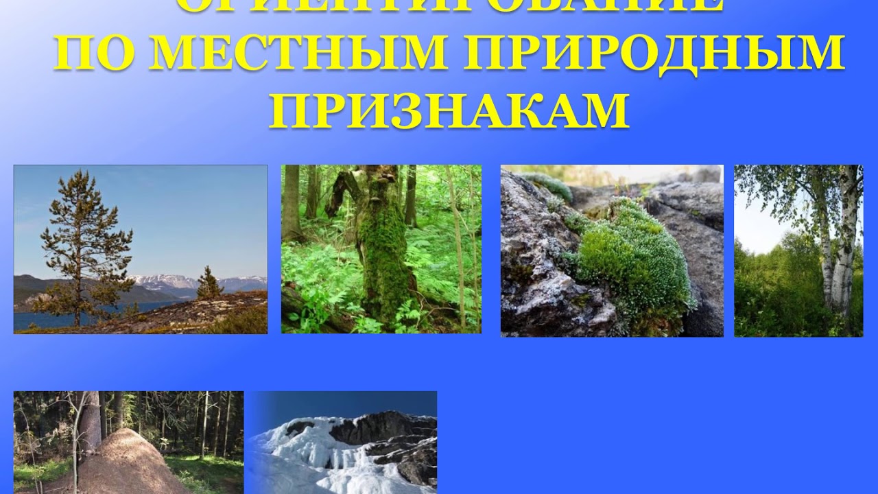 Ориентирование на местности видео 2 класс. Муравейник ориентирование на местности. Ориентирование по муравейнику. Ориентирование в лесу по местным признакам. Природные ориентиры на местности 2 класс окружающий мир.