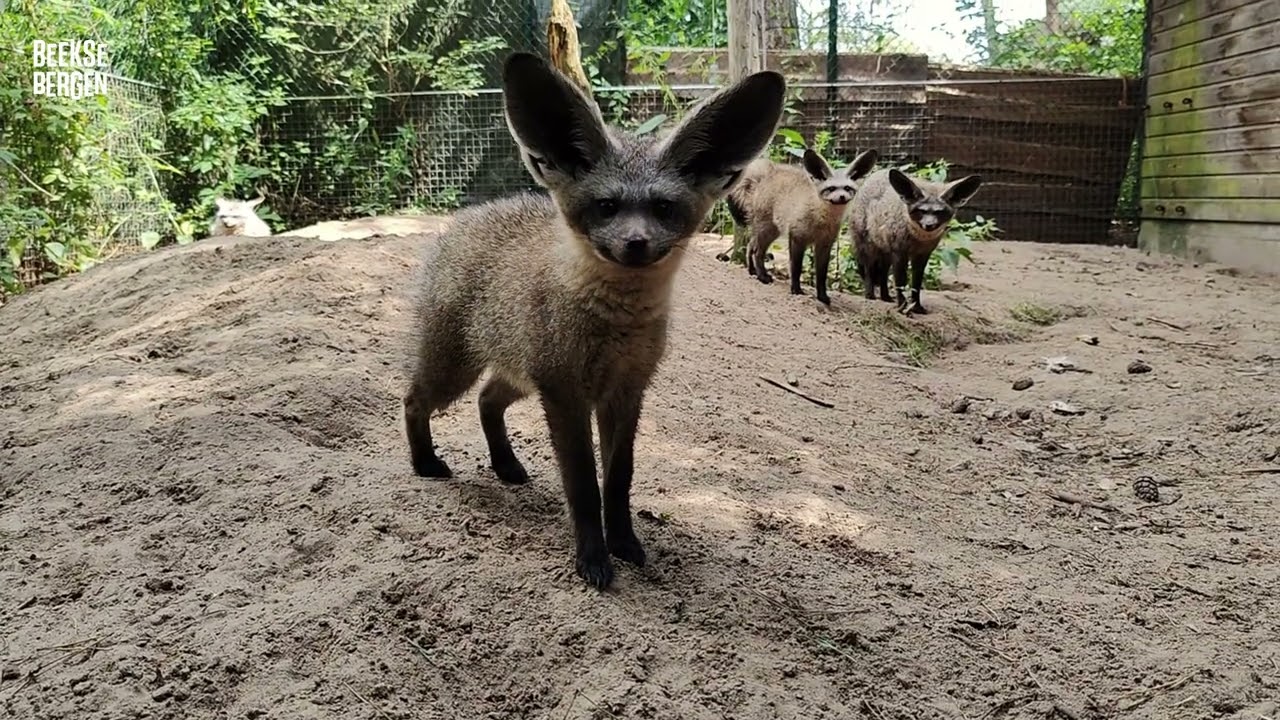 Nieuw verblijf bij Beekse Bergen voor stokstaartjes én grootoorvossen