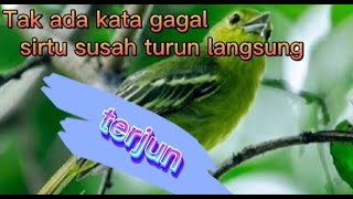 suara pikat sirtu terampuh