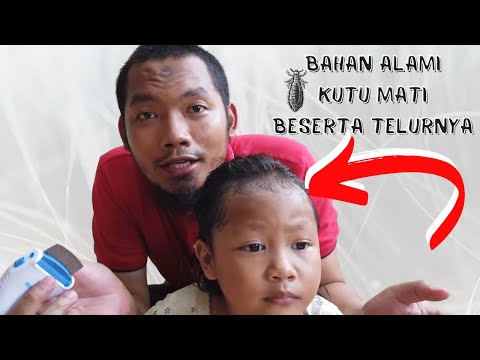 Video: Infestasi Kutu! Di Mana Kutu Tinggal Di Dalam Dan Sekitar Rumah Anda?