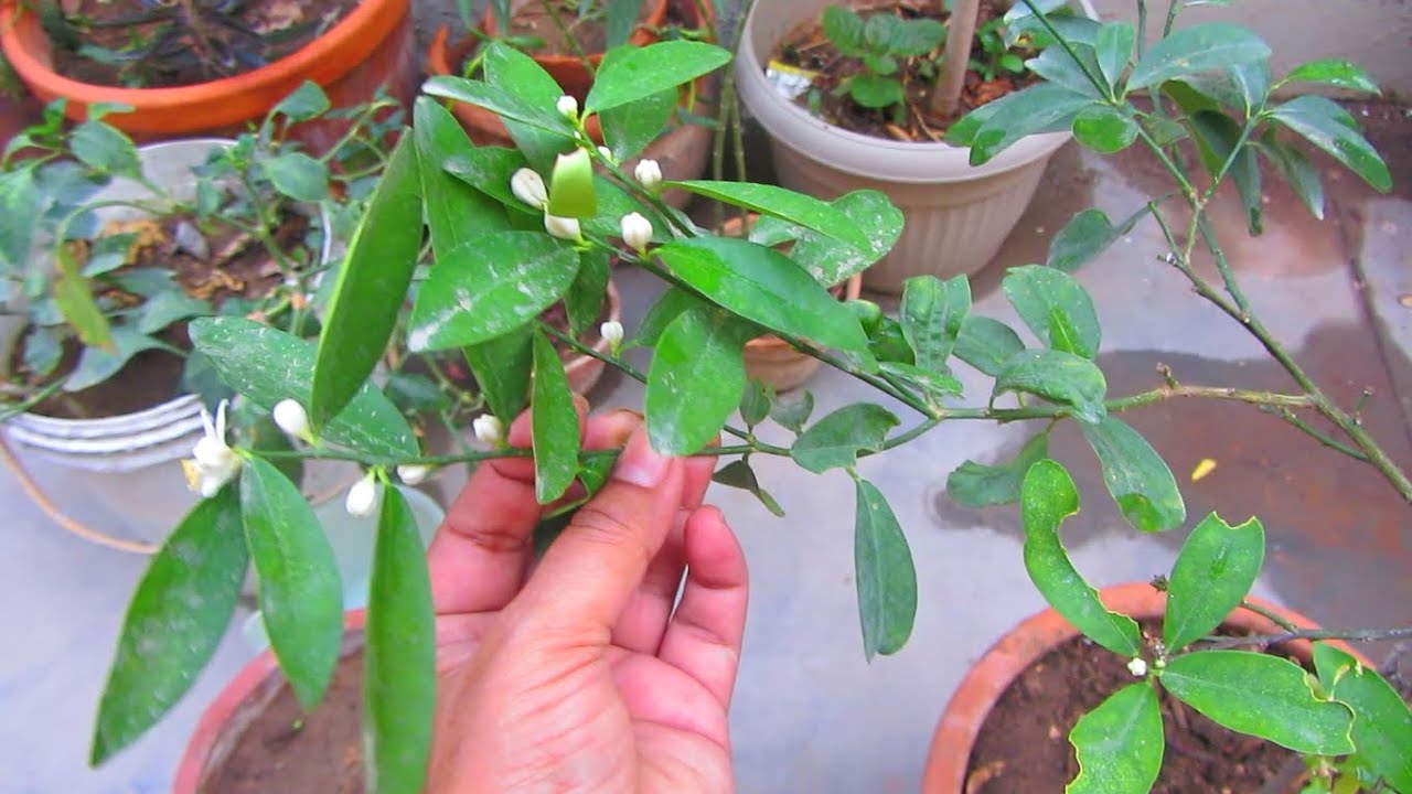 Lemon Plant Summer Care | Useful Tips To Keep Plant Healthy - YouTube