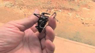 テナガオサゾウムシ/Cyrtotrachelus buqueti 10_1508HHL - YouTube