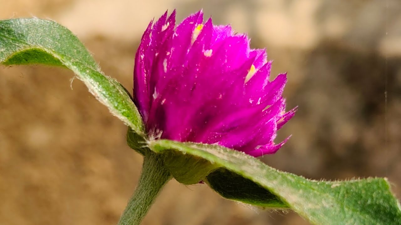 ଆରମ୍ଭ ହେଇଗୋଲl hritika ର 🫟 ହୋଲି 🎉🎉🫟🫟💕🤗🤗