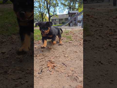 When I just say Tchibooo 😁😁😁 #dog #lifeisbutadream #puppy #rottweiler