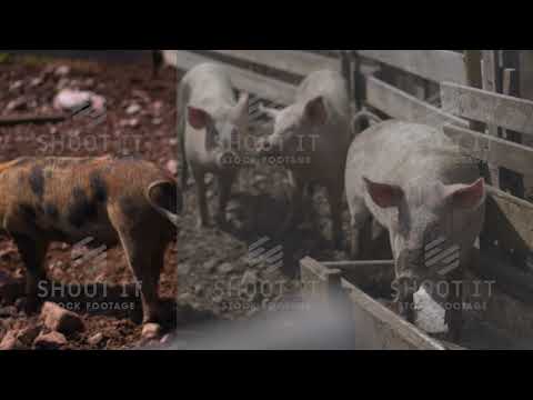 Group of four pigs in muddy pen