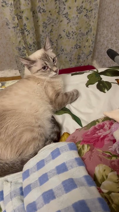 Котята#слепые#кошка довольная#на кровати лучше#почему кошка ушла от ...