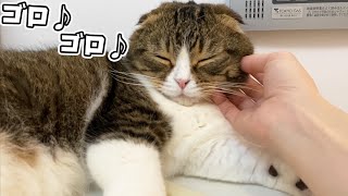 お風呂でママと2人っきりになるとパパ猫はこうなります…w