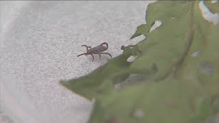 High tick activity, especially with farmers