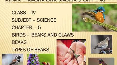Class IV Science, Chapter - V (BIRDS -BEAKS AND CLAWS) Part - 1 By Jauli Sen