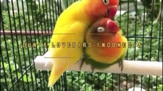 Lovebird Betina Konslet || Cocok Untuk Masteran Bahan Konslet Jantan