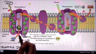 Photosystem 2 and Photosystem 1