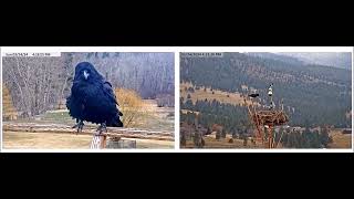 Dunrovin Ranch Video_2024-03-24_055914-Raven Visits Nest Perch