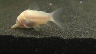 Albino Cory Cat, Pleco, Green Tiger and Tiger Barbs, Shrimp