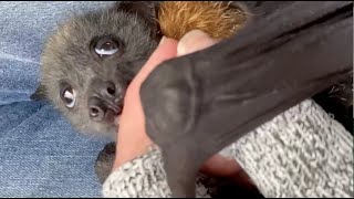 Baby flying-fox in care: this is Diego with Jo