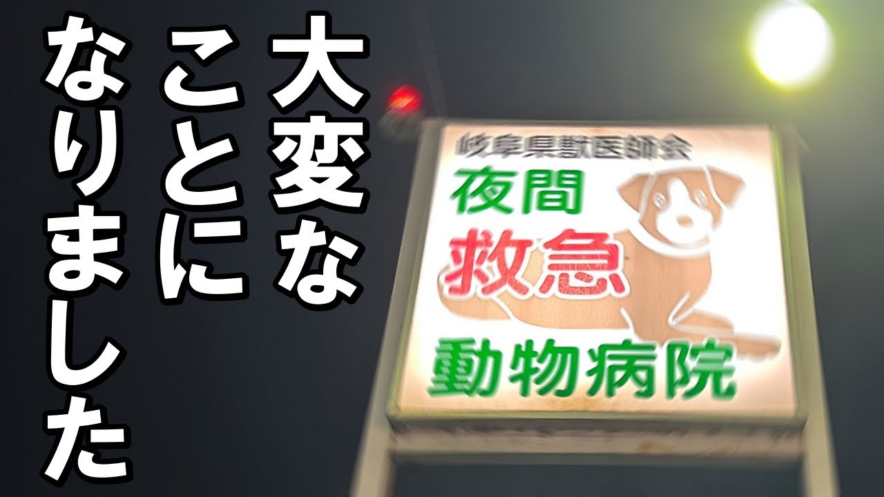三男猫しょうちゃんの身に大変なことが起こりました (飼育放棄の捨て猫をうちの子に…)【保護猫・老猫】