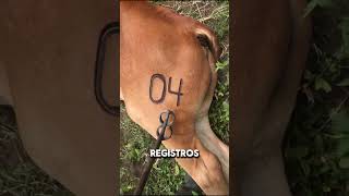 5 Cosas Que Deberías Saber Antes De Iniciar Un Negocio Ganadero