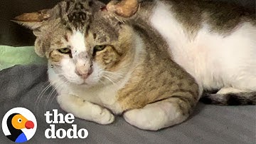 Sad-Faced Shelter Cat Learns How To Trust From Foster Siblings | The Dodo