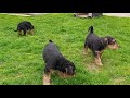 Airedale Terrier Welpen, 6 Wohen alt の動画、YouTube動画。