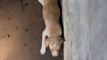 Puppies Rescued From Road With No Food and Water 😒😢😢