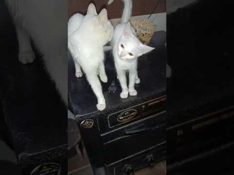 كنت بدور على مرعي ولقيته